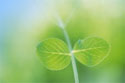 Image of a green shoot