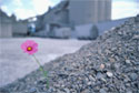 Image of a flower in gravel