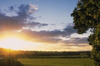 Sun setting over a British Gas Paperless Billing forest