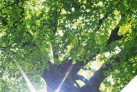 Image of British Gas Paperless Billing forest