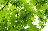 Image of Green Leaves